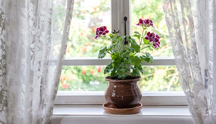 Classic Blooming Geranium