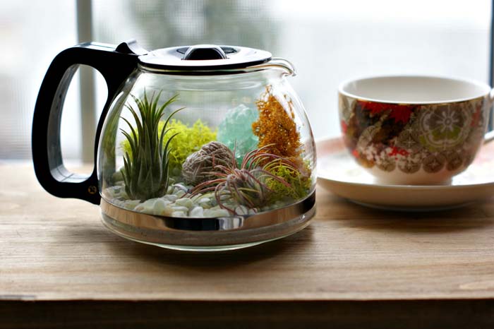 Coffee Pot Terrarium #planter #olditems #kitchen #decorhomeideas