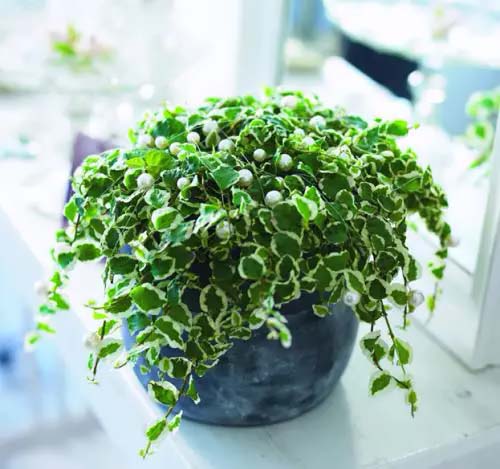 Creeping Fig #houseplant #cuttings #grow #decorhomeideas