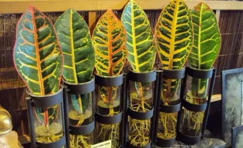 Croton #houseplant #cuttings #grow #decorhomeideas