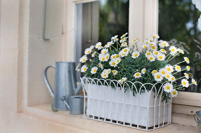 Daisies In Flower Box