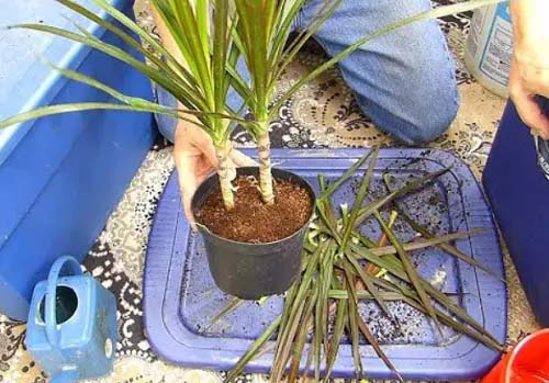 Dragon Tree #houseplant #cuttings #grow #decorhomeideas