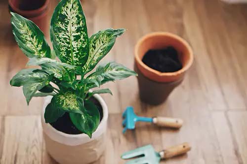 Dumb Cane #houseplant #cuttings #grow #decorhomeideas