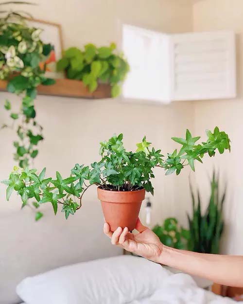 English Ivy #houseplant #cuttings #grow #decorhomeideas