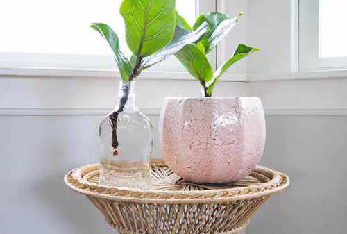 Fiddle Leaf Fig #houseplant #cuttings #grow #decorhomeideas