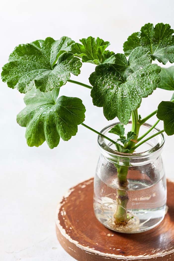 Geranium In Vase