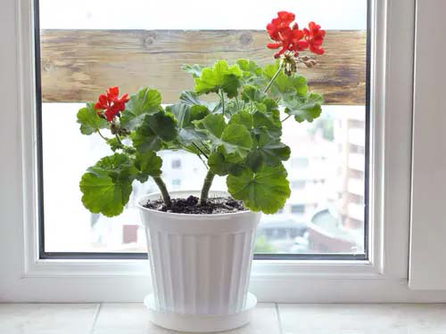 Geraniums #houseplant #cuttings #grow #decorhomeideas