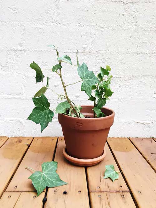 Grape Ivy #houseplant #cuttings #grow #decorhomeideas