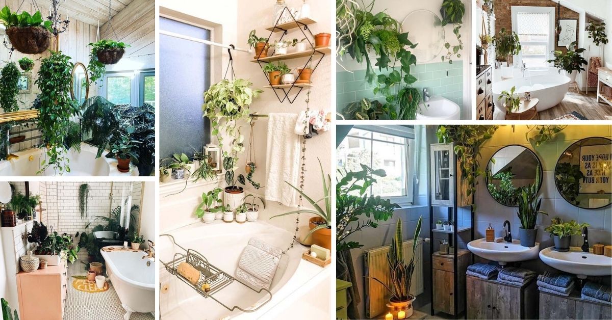 Hanging Plant Ideas For Bathroom