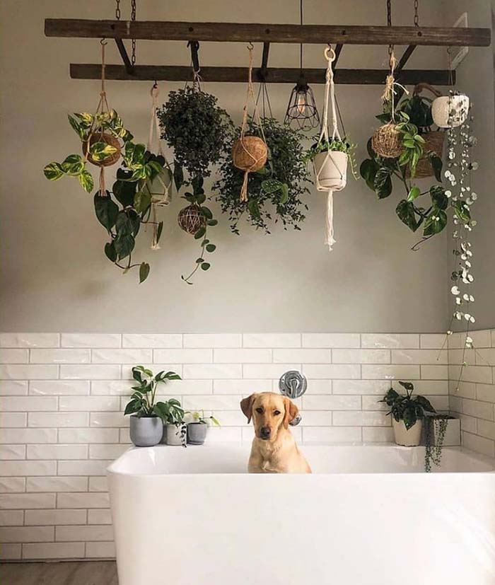 Hanging Plant Ladder #plants #bathroom #hanging #decorhomeideas