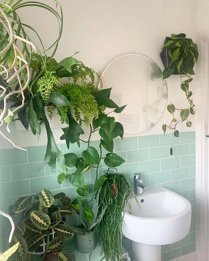 Hanging Plants in Different Varieties #plants #bathroom #hanging #decorhomeideas
