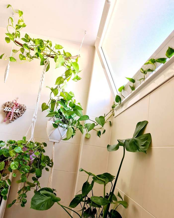 Hanging Plants with Long Vines #plants #bathroom #hanging #decorhomeideas