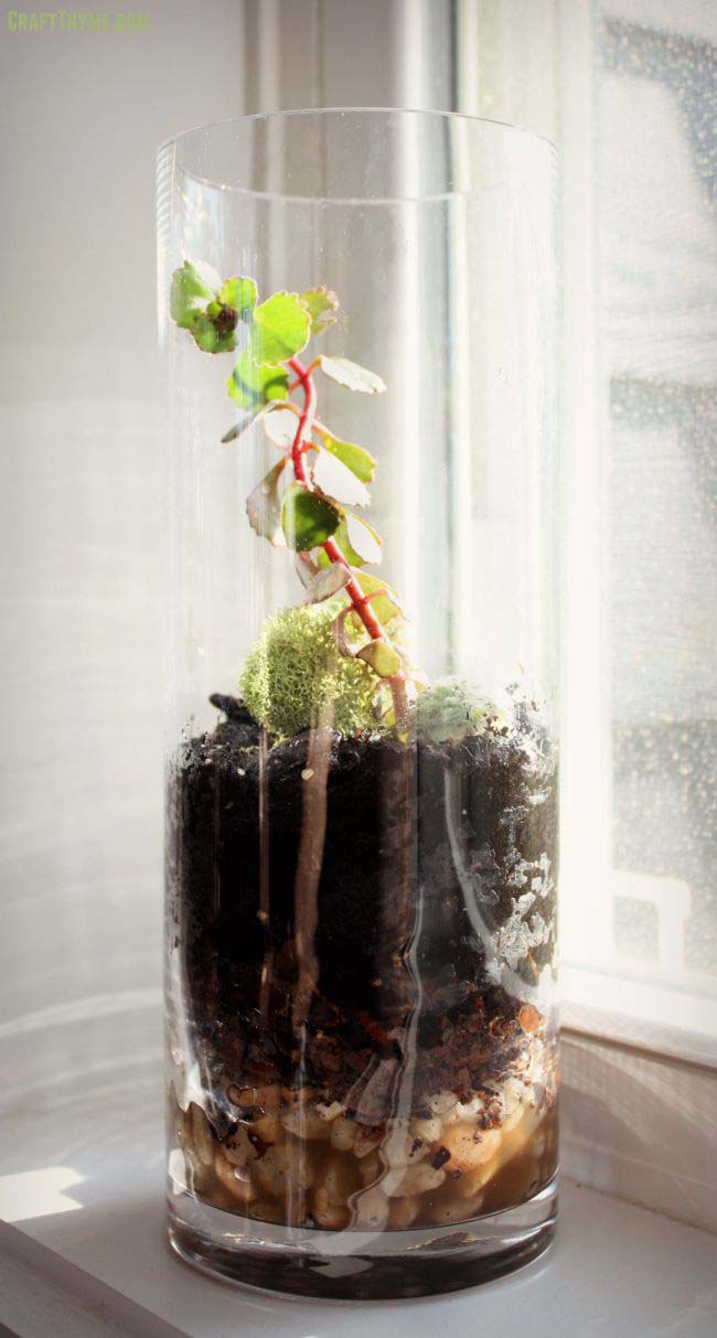 How to Make a Glass Terrarium #planter #olditems #kitchen #decorhomeideas