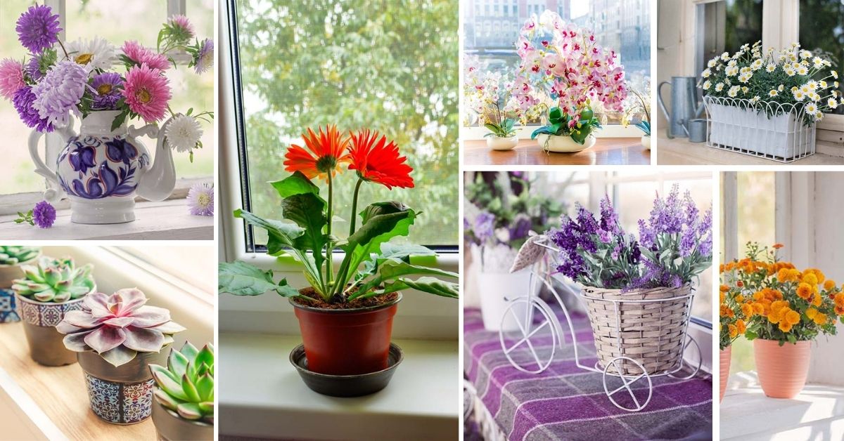 Indoor Windowsill Flower Garden Ideas