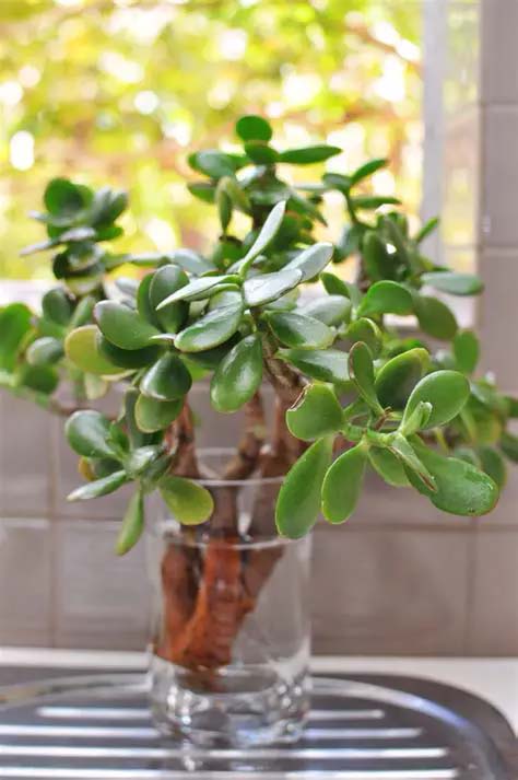 Jade Plant #houseplant #cuttings #grow #decorhomeideas