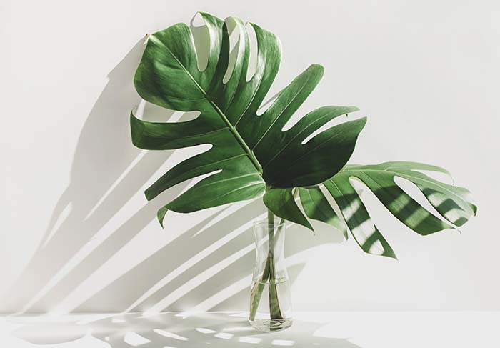 Monstera Glass Vase