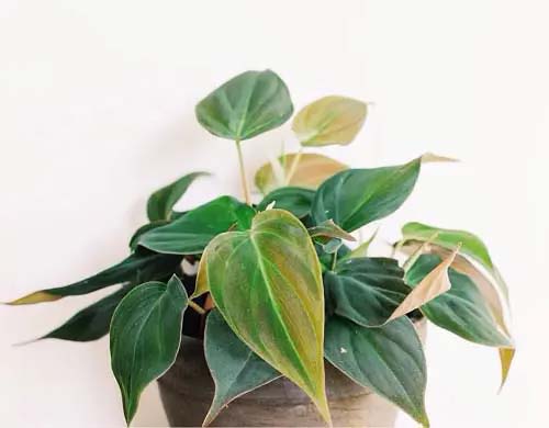 Philodendron #houseplant #cuttings #grow #decorhomeideas