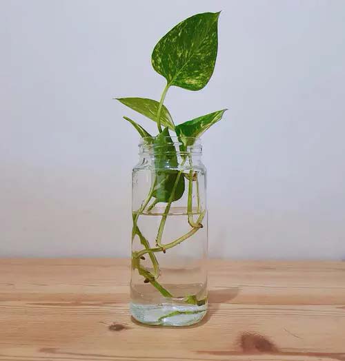 Pothos #houseplant #cuttings #grow #decorhomeideas