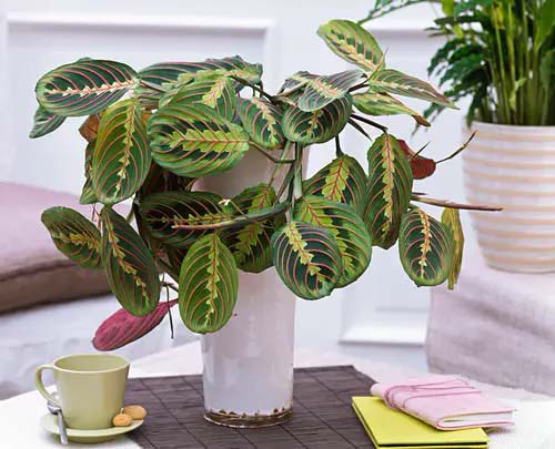 Prayer Plant #houseplant #cuttings #grow #decorhomeideas