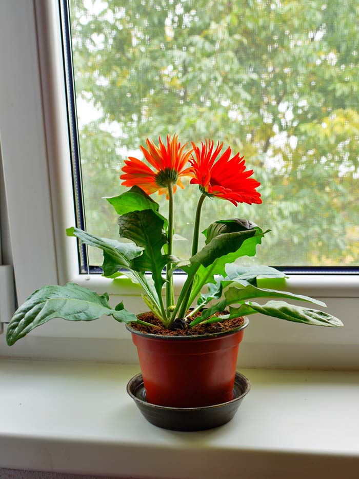 Red Gerbera Windowsill