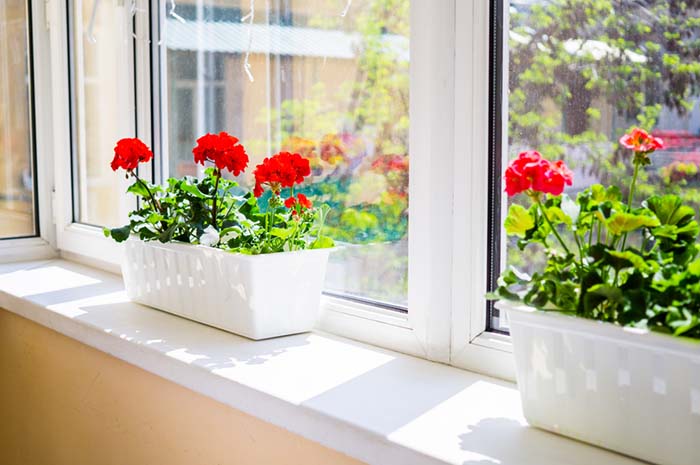Red Gerranium Windowsill Flowers
