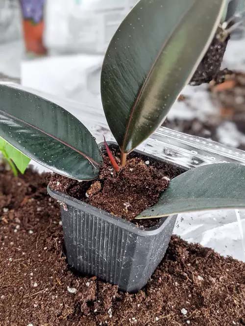 Rubber Tree #houseplant #cuttings #grow #decorhomeideas