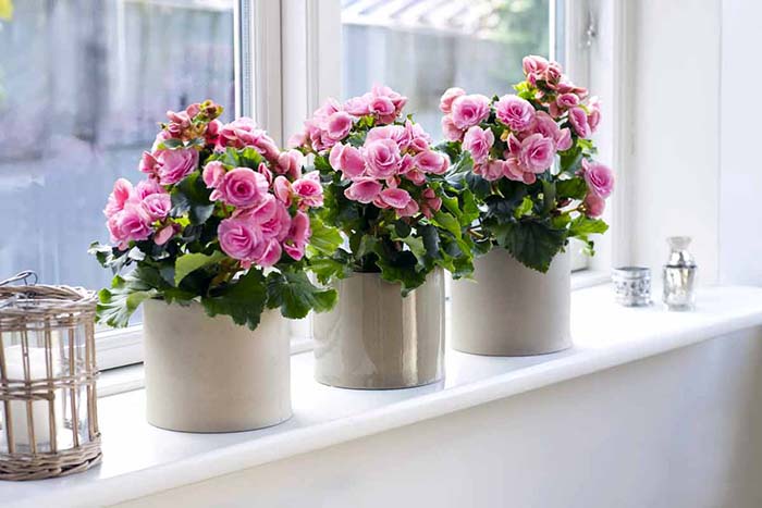 Set Of 3 Flower Pots Flowers Windowsill