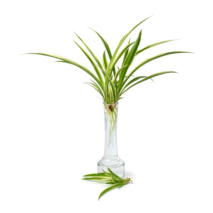 Spider Plant Glass Vase