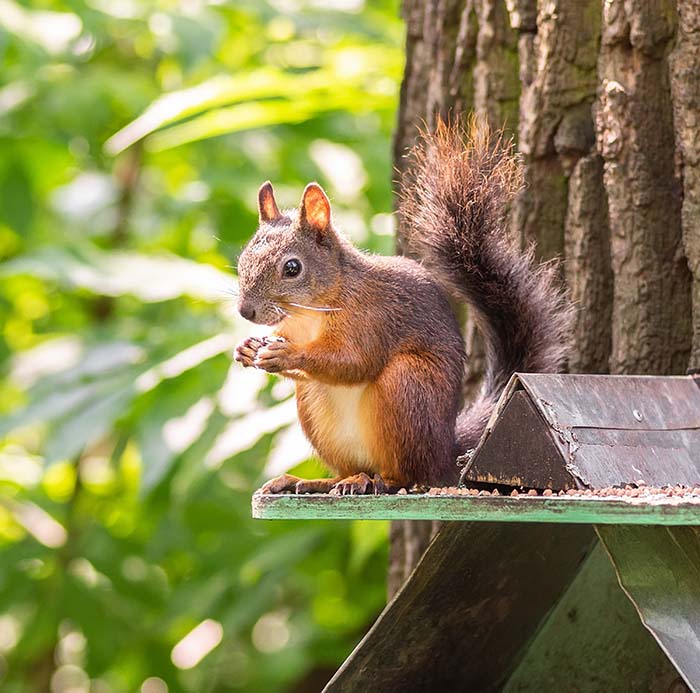 Squirrel Feeding