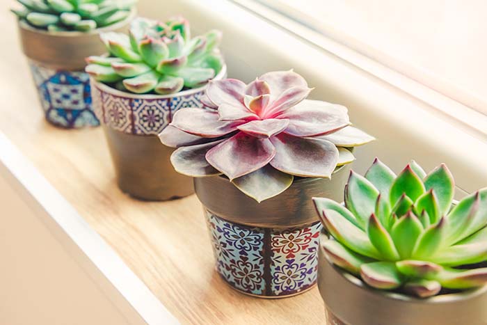 Succulents Windowsill Garden Flowers