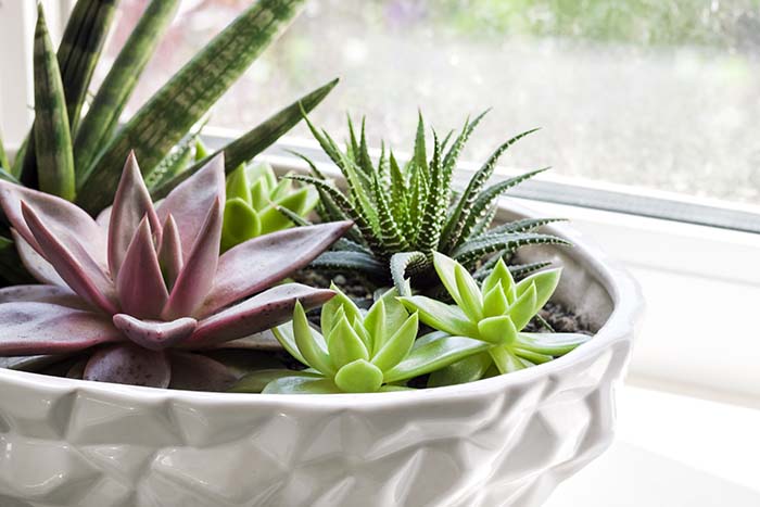 Succulents Windowsill Garden