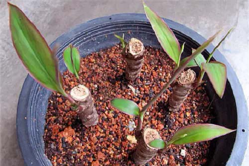 Ti Plant #houseplant #cuttings #grow #decorhomeideas