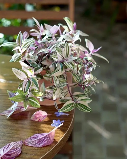 Tradescantia #houseplant #cuttings #grow #decorhomeideas