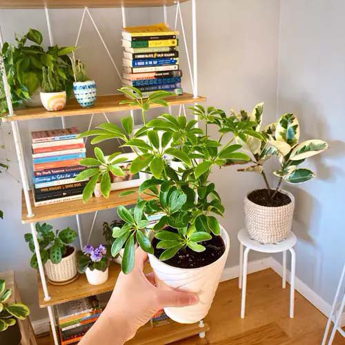 Umbrella Tree #houseplant #cuttings #grow #decorhomeideas