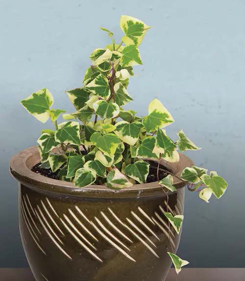 Wax Ivy #houseplant #cuttings #grow #decorhomeideas