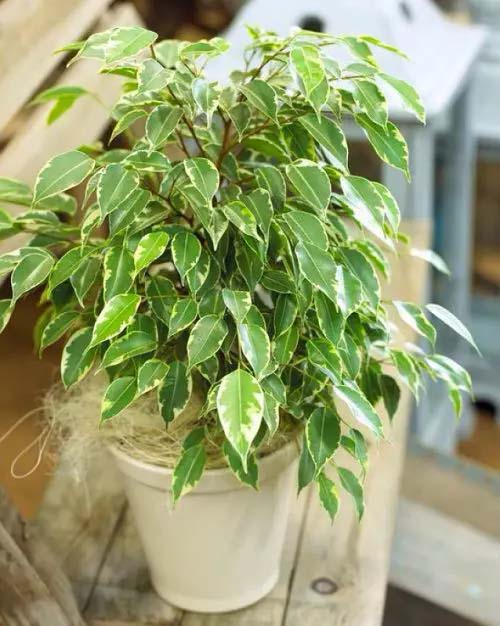 Weeping Fig #houseplant #cuttings #grow #decorhomeideas