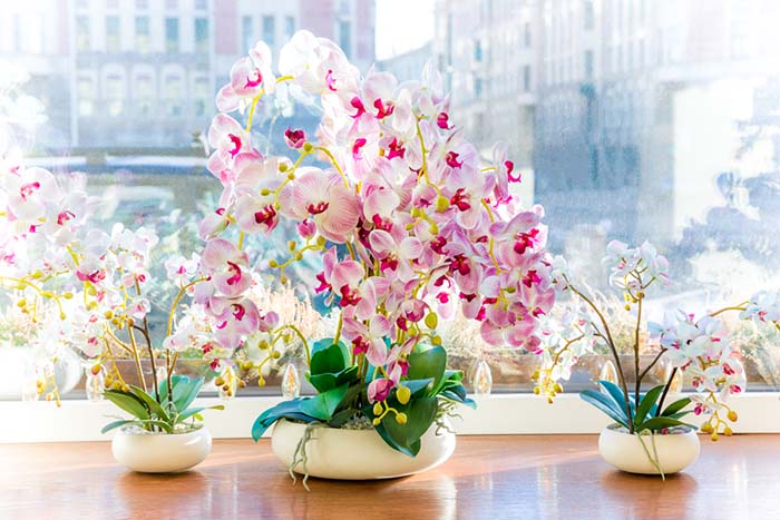 Windowsill Flower Garden