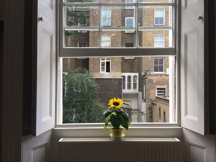 Yellow Flower On A Sash Window