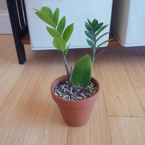 ZZ Plant #houseplant #cuttings #grow #decorhomeideas