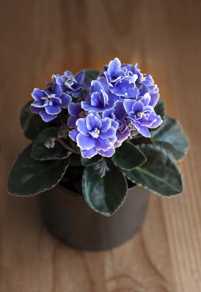 African Violets #indoorplant #seeds #decorhomeideas