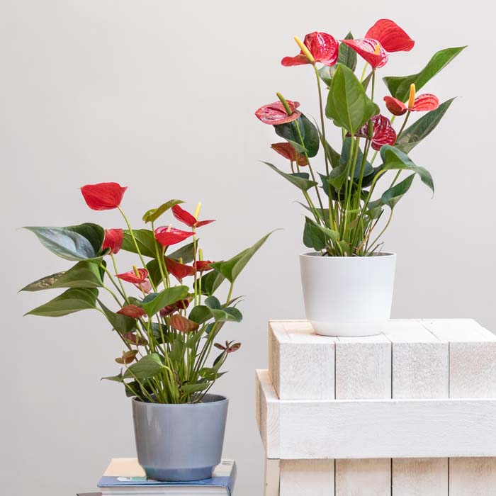 Anthurium #indoorplant #seeds #decorhomeideas