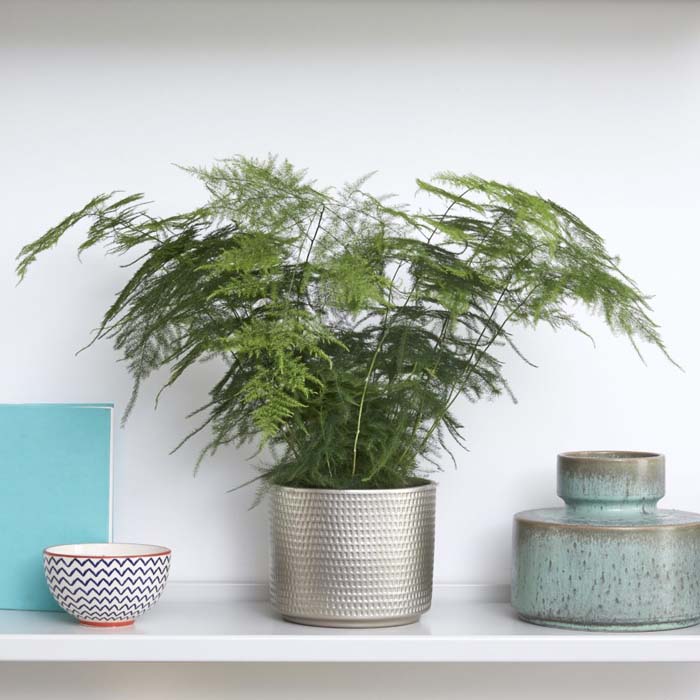 Asparagus Fern #indoorplant #seeds #decorhomeideas