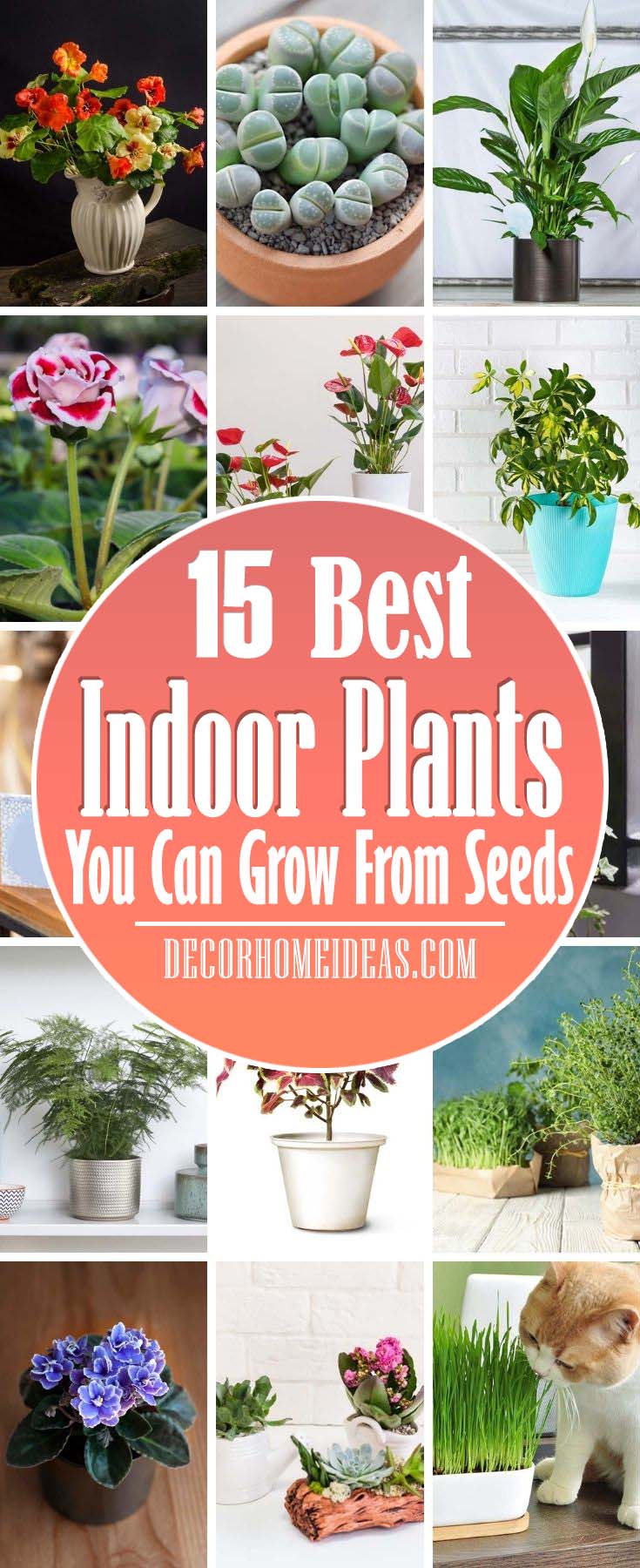 Best Indoor Plants You Can Grow From Seeds. Indoor gardening sounds like fun, but most of us have no idea where to start. We rounded up the best indoor plants to grow first, so you can get the hang of it all and develop a green thumb. It’s not as hard as you think. #decorhomeideas