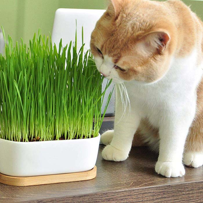 Hierba de gato #plantasdeinterior #semillas #decorhomeideas