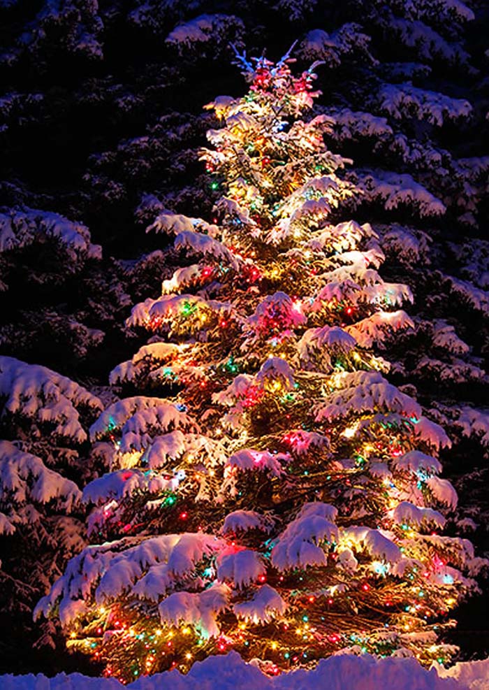 Christmas Lights Meet Natural Pine Tree #Christmastree #outdoor #decorhomeideas