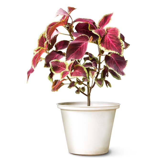 Coleus #indoorplant #seeds #decorhomeideas