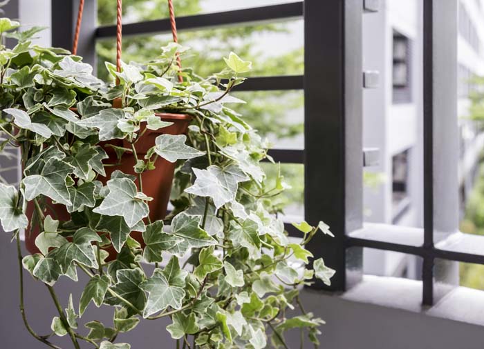 English Ivy #indoorplant #seeds #decorhomeideas