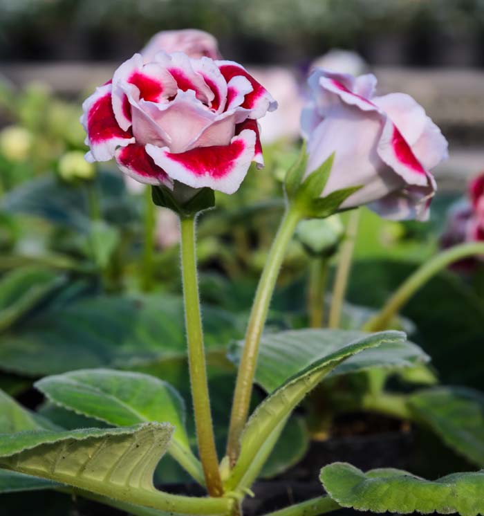 Gloxinia #indoorplant #seeds #decorhomeideas