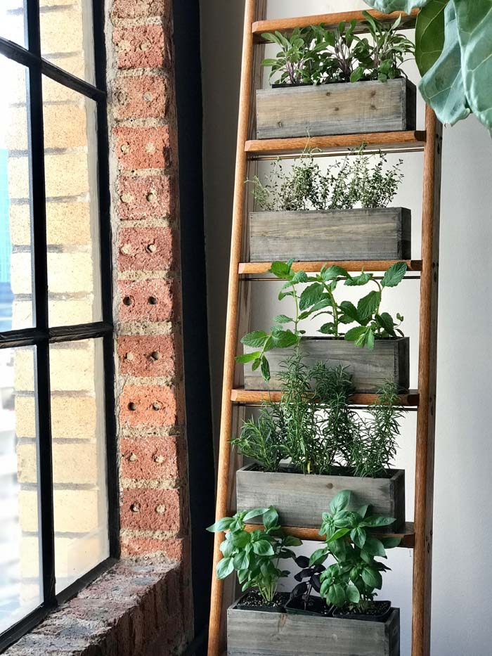 Herb Garden on a Ladder #ladderplanter #decorhomeideas