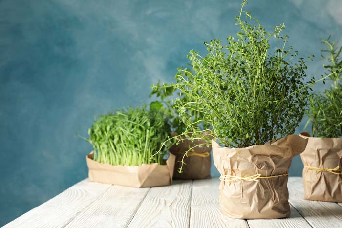 Herbs #indoorplant #seeds #decorhomeideas
